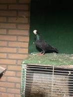 Sierduiven, Dieren en Toebehoren, Vogels | Duiven, Mannelijk, Kropper