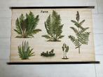Vintage botanische wandkaart schoolkaart varens 'Farne' DDR, Antiek en Kunst, Antiek | Schoolplaten, Verzenden, Natuur en Biologie