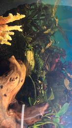 Vissen gratis voor groot aquarium, Dieren en Toebehoren, Reptielen en Amfibieën, Schildpad