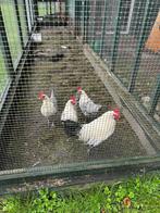 groninger meeuw (kriel)new hampshire (kriel), Dieren en Toebehoren, Pluimvee, Meerdere dieren, Kip
