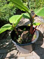 Musa Red Dacca, Ophalen, Overige soorten, Halfschaduw