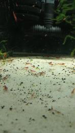 Vuur garnalen, Dieren en Toebehoren, Vissen | Aquariumvissen, Kreeft, Krab of Garnaal