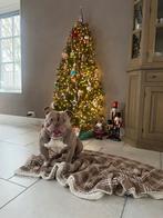 American bully, Dieren en Toebehoren, Honden | Bulldogs, Pinschers en Molossers, 6 jaar of ouder, Eén hond, Nederland, Particulier
