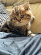 Britse kort haar, Kater, Ontwormd, 0 tot 2 jaar