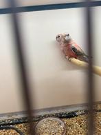 2x jonge Bourkes Opaline, Geslacht onbekend