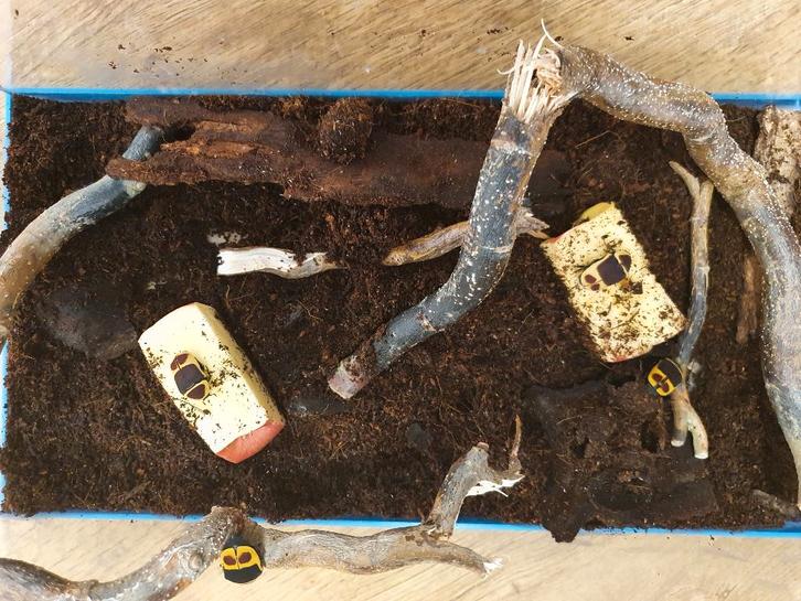 Pachnoda marginata Rozenkever, Dieren en Toebehoren, Insecten en Spinnen, Overige soorten