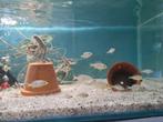 Nimbochromis Venustus Malawi Cichliden, Dieren en Toebehoren, Vis, Zoetwatervis