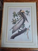 John J. Audubon   Zwarte pelikaan, Antiek en Kunst, Ophalen of Verzenden