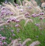 verbena bonariensis zeer populair, Ophalen, Zomer, Overige soorten, Halfschaduw
