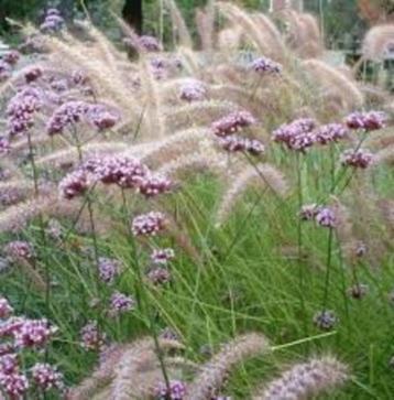 verbena bonariensis zeer populair beschikbaar voor biedingen