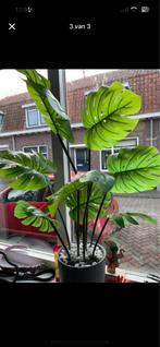 Kunstplanten monstera, Ophalen of Verzenden, Eenjarig, Overige soorten, Volle zon