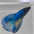 Betta splendens man 0G, Vis