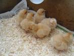 t.k.Orpington buff kuikens groot, Dieren en Toebehoren, Pluimvee, Meerdere dieren, Kip