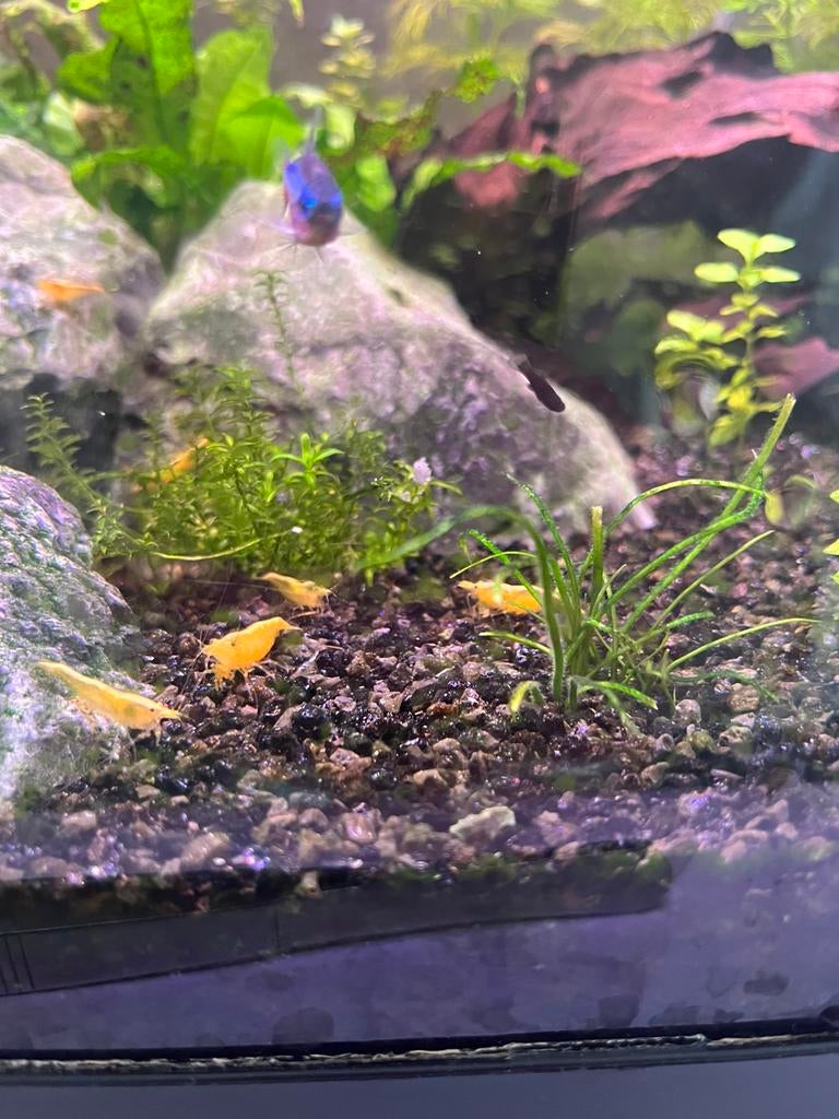 Yellow neocaridina garnalen, Kreeft, Krab of Garnaal, Zoetwatervis