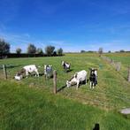 Mooie bruinbonte geiten, Dieren en Toebehoren, Schapen, Geiten en Varkens, Vrouwelijk, Geit, 3 tot 5 jaar