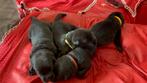 Kruising Labrador - Duitse Herder puppies, CDV (hondenziekte), Particulier, Meerdere, 8 tot 15 weken