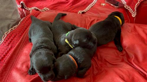 Kruising Labrador - Duitse Herder puppies, Dieren en Toebehoren, Honden | Retrievers, Spaniëls en Waterhonden, Meerdere dieren