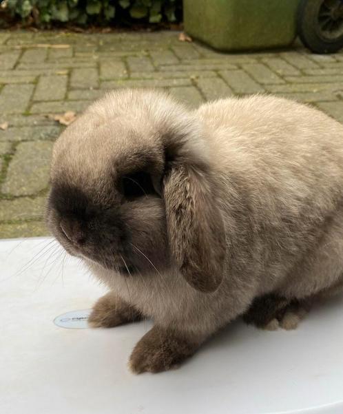 Knap Ras zuiver Minilop rammetje beschikbaar, Dieren en Toebehoren, Konijnen, Dwerg, Mannelijk, 0 tot 2 jaar, Hangoor