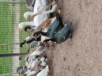 Koppel muskuseenden van 2025, Dieren en Toebehoren, Meerdere dieren, Eend