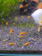 Oranje Garnalen, Kreeft, Krab of Garnaal