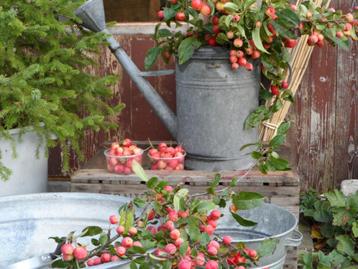 Malusappeltjes takken losse appeltjes - druiventakken kisten beschikbaar voor biedingen