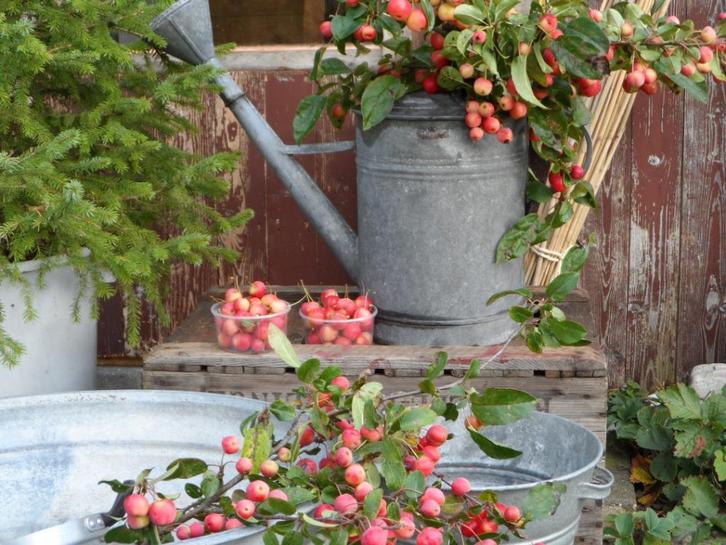 Malusappeltjes takken losse appeltjes - druiventakken kisten, Tuin en Terras, Planten | Bomen, Overige soorten, 100 tot 250 cm