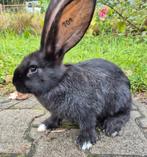 Super leuke en lieve Duitse reus voedster, is gevaccineerd, Dieren en Toebehoren, Konijnen, Vrouwelijk, Groot, 0 tot 2 jaar