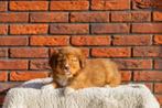 Gesocialiseerd Toller x Australian Shepherd pups, Dieren en Toebehoren, Overige rassen, CDV (hondenziekte), 8 tot 15 weken, Meerdere