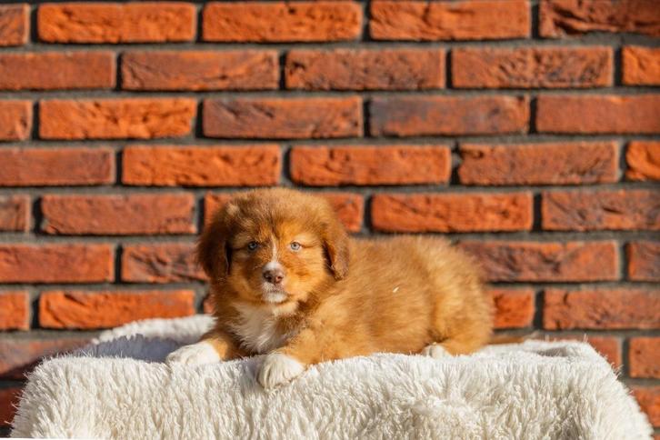 Gesocialiseerd Toller x Australian Shepherd pups, Dieren en Toebehoren, Honden | Retrievers, Spaniëls en Waterhonden, Meerdere dieren