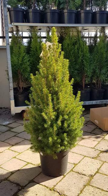 Rolkar vol kerstboompjes beschikbaar voor biedingen