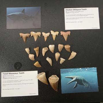 Mooie collectie fossiele tanden - Mosasaurus & Haaientand beschikbaar voor biedingen