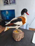 Mooie opgezette Bergeend eend vogel taxidermie, Verzamelen, Dierenverzamelingen, Ophalen of Verzenden, Gebruikt, Vogel, Opgezet dier