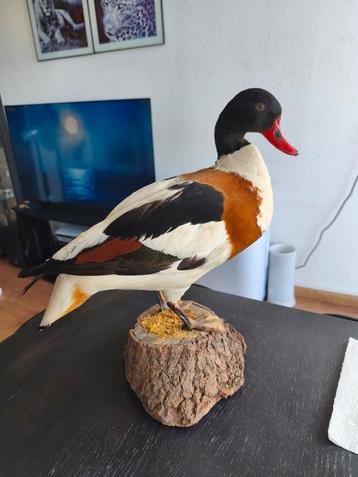 Mooie opgezette Bergeend eend vogel taxidermie  beschikbaar voor biedingen