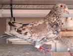 Postduiven Kleurpostduiven almond doffer, Dieren en Toebehoren, Vogels | Duiven, Mannelijk, Postduif