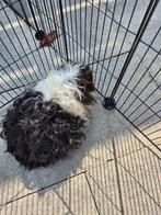 Alpaca cavia beertje, Dieren en Toebehoren, Knaagdieren, Januari, Mannelijk, Cavia