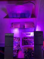 Groeilamp kweeklamp, Tuin en Terras, Ophalen of Verzenden, Zo goed als nieuw, Kweeklamp