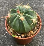 Cactus, Ferocactus, Huis en Inrichting, Kamerplanten, Ophalen of Verzenden, Cactus, Volle zon, Minder dan 100 cm