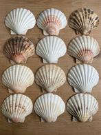 12 Grote Sint Jacobs Schelpen., Ophalen of Verzenden, Schelp(en)
