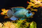 Aequidens pulcher - Blauwe acara, Dieren en Toebehoren, Vissen | Aquariumvissen, Zoetwatervis, Vis