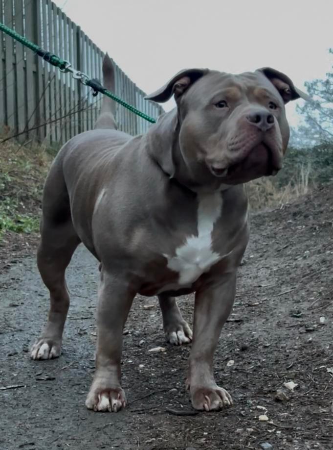 DEKREU AMERICAN BULLY XL, Dieren en Toebehoren, Honden | Dekreuen, Reu, Particulier, Eén hond, Nederland, 15 weken tot 1 jaar