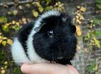 Lieve Rex teddy beer, Dieren en Toebehoren, Knaagdieren, Januari, Mannelijk, Cavia