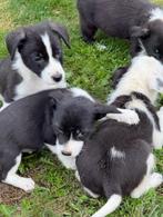 Jack russel / border collie kruising, Dieren en Toebehoren, Honden | Jack Russells en Terriërs, Jack Russell Terriër, CDV (hondenziekte)