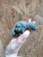 Jonge catharina parkieten (ALLES IS GERESERVEERD), Dieren en Toebehoren, Vogels | Parkieten en Papegaaien, Meerdere dieren, Parkiet