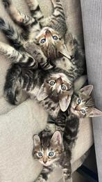 Grijs, zwart, oranje kittens, Dieren en Toebehoren, Katten en Kittens | Raskatten | Korthaar, Meerdere dieren, Ontwormd
