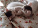 Twee lieve kittens zoeken een fijn huis.(mogen ook apart weg, Dieren en Toebehoren, Katten en Kittens | Overige Katten, Meerdere dieren