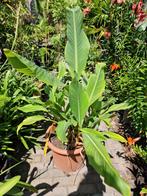 musella lasiocarpa gouden lotusbanaan, Ophalen, Zomer, Overige soorten, Halfschaduw
