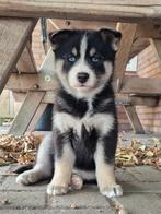 Pomsky x shiba inu pup, Nederland, 8 tot 15 weken, Teef, CDV (hondenziekte)