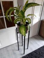 Kamerplant compleet, Huis en Inrichting, Woonaccessoires | Zuilen en Pilaren, Ophalen