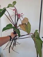 Philodendron painted lady stekken XXL, Ophalen