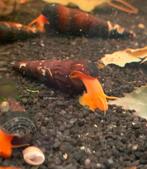 Tylomelania Golden slak | Rabbit snail - slakken, Dieren en Toebehoren, Vissen | Aquariumvissen, Slak of Weekdier, Zoetwatervis